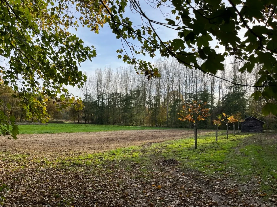 Clearing on the Foster estate