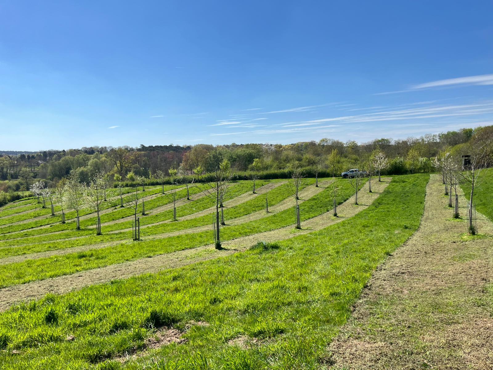 Foster's natural estate